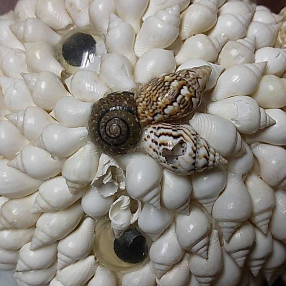 Seashell Easter Bunny Rabbit - Picture 6 of 7